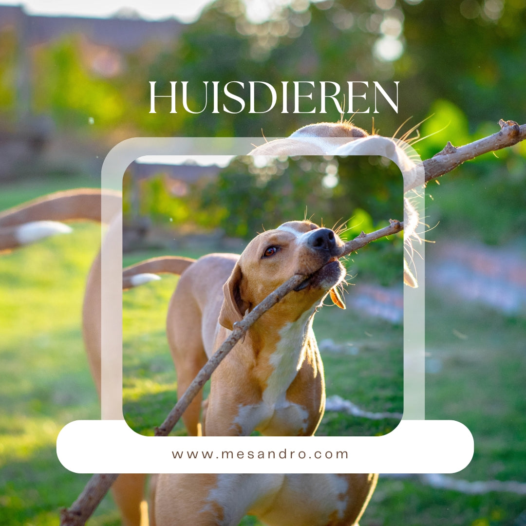 Huisdieren